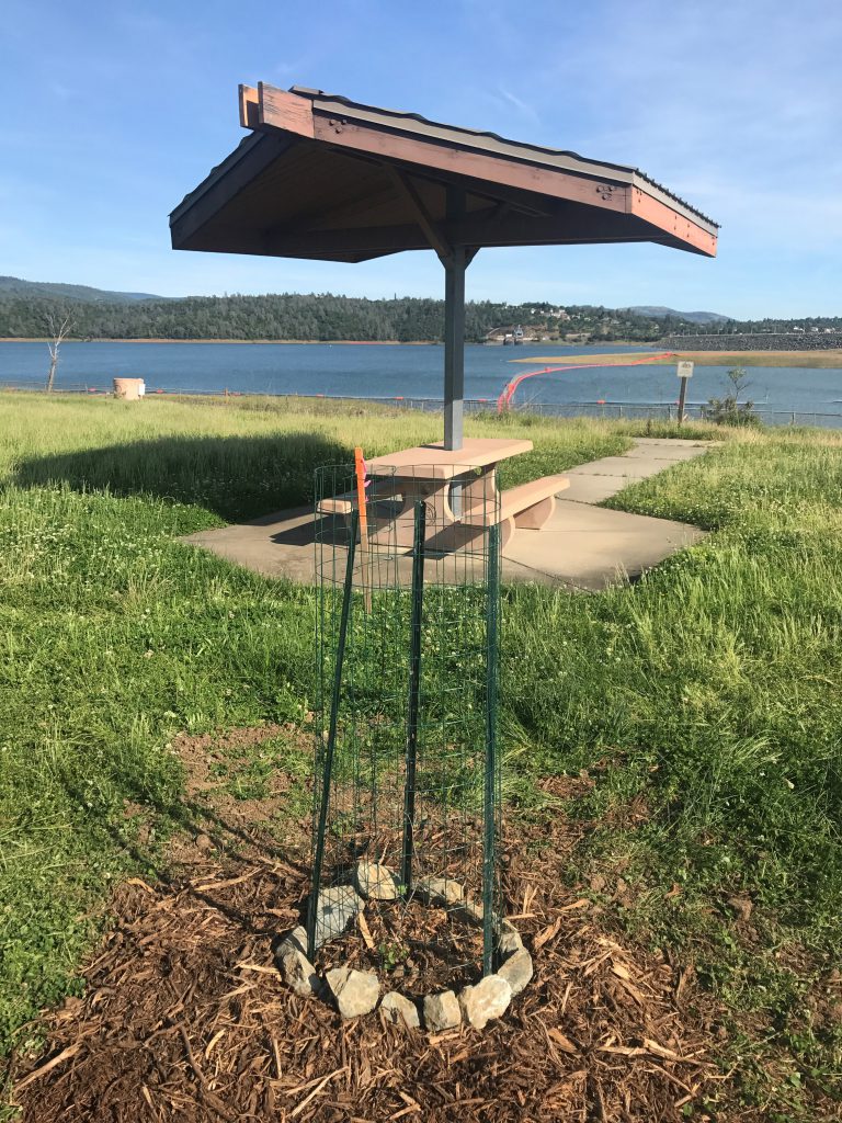 Protective fencing will keep the new trees safe from deer