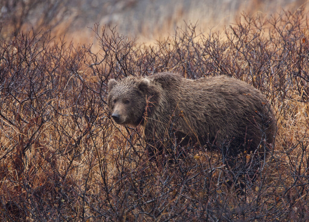Kodiak Island is known for its Kodiak bear habitation. Kodiak bears are one of the largest bears in existence, second to only the polar bear.