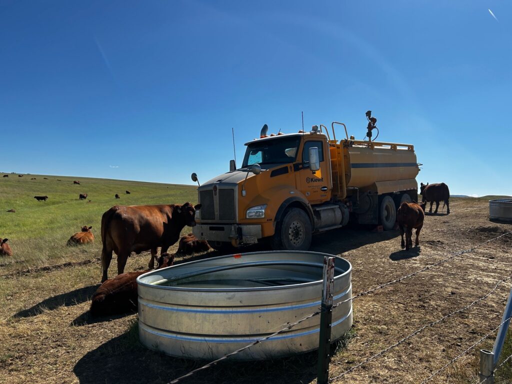 Cattle lounge in the shade of a Kiewit water truck along the corridor, a snapshot of life in rural Montana.